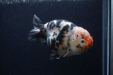 Milk Cow Ranchu  Calico 5.5 Inch (ID#0103R10c-94) Free2Day SHIPPING