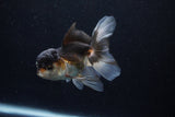 Juvenile Thai Oranda  Tricolor 4 Inch (ID#1206To12c-91) Free2Day SHIPPING