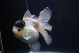 Thai Oranda  Panda 5.5 Inch (ID#1112To6b-110)