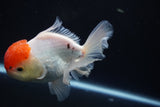 Thai Oranda  Red Cap 4.5 Inch (ID#920To13a-17) Free2Day SHIPPING