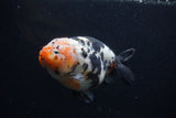 Milk Cow Ranchu  Calico 5.5 Inch (ID#0103R10c-94) Free2Day SHIPPING