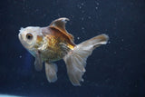 Juvenile Thai Oranda  Panda 3.5 Inch (ID#1022To13b-92) Free2Day SHIPPING