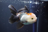 Juvenile Thai Oranda  Tricolor 4 Inch (ID#910To13b-52) Free2Day SHIPPING