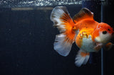 Thai Oranda  Red White 5.5 Inch (ID#307To7b-116)