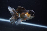 Juvenile Thai Oranda  Tricolor 4 Inch (ID#1206To12c-91) Free2Day SHIPPING