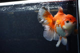 Thai Oranda  Red White 5.5 Inch (ID#307To7b-116)