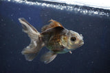 Juvenile Thai Oranda  Panda 3.5 Inch (ID#1022To13b-92) Free2Day SHIPPING