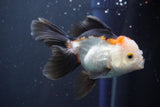 Juvenile Thai Oranda  Tricolor 4 Inch (ID#910To13b-52) Free2Day SHIPPING