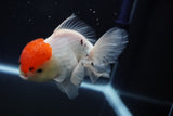 Thai Oranda  Red Cap 4.5 Inch (ID#920To13a-17) Free2Day SHIPPING