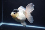 Thai Oranda  Panda 5.5 Inch (ID#1112To6b-110)