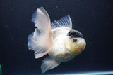 Thai Oranda  Panda 5.5 Inch (ID#1112To6b-110)