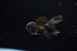 Baby Thai Oranda  Black 2.5 Inch (ID#1220ToPTA-17) Free2Day SHIPPING