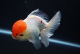 Thai Oranda  Red Cap 4.5 Inch (ID#920To13a-17) Free2Day SHIPPING