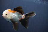 Juvenile Thai Oranda  Tricolor 4 Inch (ID#910To13b-52) Free2Day SHIPPING