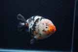 Milk Cow Ranchu  Calico 5.5 Inch (ID#0103R10c-94) Free2Day SHIPPING