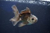 Juvenile Thai Oranda  Panda 3.5 Inch (ID#1022To13b-92) Free2Day SHIPPING