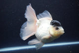 Thai Oranda  Panda 5.5 Inch (ID#1112To6b-110)