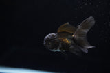 Baby Thai Oranda  Black 2.5 Inch (ID#1220ToPTA-17) Free2Day SHIPPING