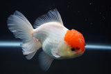 Thai Oranda  Red Cap 4.5 Inch (ID#920To13a-17) Free2Day SHIPPING