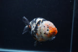 Milk Cow Ranchu  Calico 5.5 Inch (ID#0103R10c-94) Free2Day SHIPPING