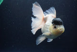 Thai Oranda  Panda 5.5 Inch (ID#1112To6b-110)