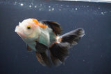 Juvenile Thai Oranda  Tricolor 4 Inch (ID#910To13b-52) Free2Day SHIPPING