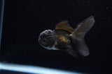 Baby Thai Oranda  Black 2.5 Inch (ID#1220ToPTA-17) Free2Day SHIPPING