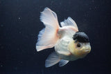 Thai Oranda  Panda 5.5 Inch (ID#1112To6b-110)