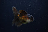 Juvenile Thai Oranda  Panda 3.5 Inch (ID#1206To12c-92) Free2Day SHIPPING