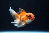 Juvenile Thai Oranda  Tricolor 4 Inch (ID#1022To13b-93) Free2Day SHIPPING