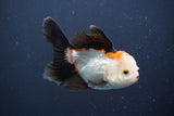 Juvenile Thai Oranda  Tricolor 4 Inch (ID#910To13b-52) Free2Day SHIPPING