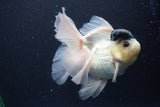 Thai Oranda  Panda 5.5 Inch (ID#1112To6b-110)