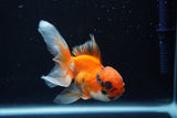 Juvenile Thai Oranda  Tricolor 4 Inch (ID#1022To13b-93) Free2Day SHIPPING