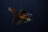 Juvenile Thai Oranda  Panda 3.5 Inch (ID#1206To12c-92) Free2Day SHIPPING