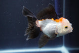 Juvenile Thai Oranda  Tricolor 4 Inch (ID#910To13b-52) Free2Day SHIPPING