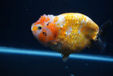 Milk Cow Ranchu  Calico 5 Inch (ID#0103R10c-95) Free2Day SHIPPING