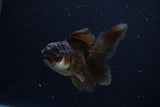 Juvenile Thai Oranda  Panda 3.5 Inch (ID#1206To12c-92) Free2Day SHIPPING