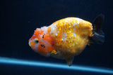 Milk Cow Ranchu  Calico 5 Inch (ID#0103R10c-95) Free2Day SHIPPING