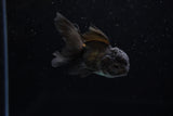 Baby Thai Oranda  Black 2.5 Inch (ID#1220ToPTA-17) Free2Day SHIPPING