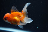 Juvenile Thai Oranda  Tricolor 4 Inch (ID#1022To13b-93) Free2Day SHIPPING