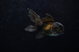 Baby Thai Oranda  Black 2.5 Inch (ID#1220ToPTA-17) Free2Day SHIPPING