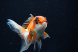 Juvenile Thai Oranda  Tricolor 4 Inch (ID#1022To13b-93) Free2Day SHIPPING