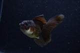 Juvenile Thai Oranda  Panda 3.5 Inch (ID#1206To12c-92) Free2Day SHIPPING