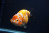 Milk Cow Ranchu  Calico 5 Inch (ID#0103R10c-95) Free2Day SHIPPING