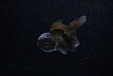 Baby Thai Oranda  Black 2.5 Inch (ID#1220ToPTA-17) Free2Day SHIPPING