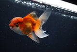 Juvenile Thai Oranda  Tricolor 4 Inch (ID#1022To13b-93) Free2Day SHIPPING