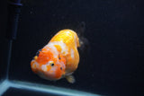 Milk Cow Ranchu  Calico 5 Inch (ID#0103R10c-95) Free2Day SHIPPING