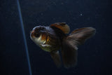 Juvenile Thai Oranda  Panda 3.5 Inch (ID#1206To12c-92) Free2Day SHIPPING