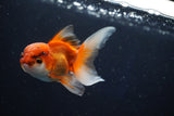 Juvenile Thai Oranda  Tricolor 4 Inch (ID#1022To13b-93) Free2Day SHIPPING