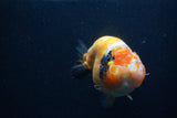 Milk Cow Ranchu  Calico 5 Inch (ID#0103R10c-95) Free2Day SHIPPING